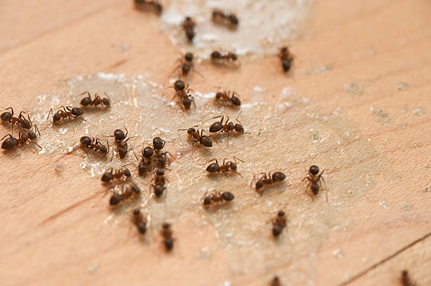 Best Wasp Removal Services  in Norton, OH
