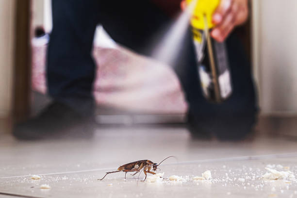 Best Insect Control  in Norton, OH
