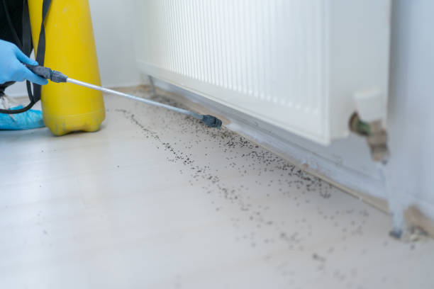 Best Mosquito Control Services  in Norton, OH